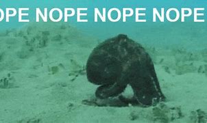 Image result for Octopus Nope Meme