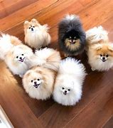 Image result for Really Cute Pomeranian Puppies