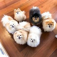 Image result for Pomeranian Baby Puppy
