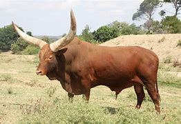 Image result for Watusi Cattle Horns