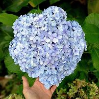 Image result for powder blue flower