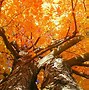 Image result for Maine Fall Foliage Wallpaper