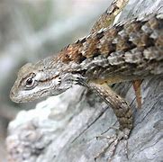 Image result for Gray Small Garden Lizzard