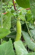 Image result for Pea Size Trentoin