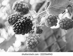 Image result for Pink BlackBerry Fruit