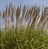 Image result for Miscanthus sinensis Malepartus