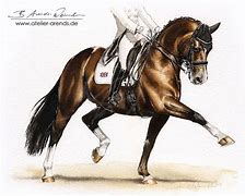 Image result for How to Draw a Realistic Dressage Horse Head