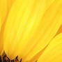 Image result for iPhone XR Yellow Wallpaper PC