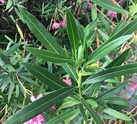 Image result for Nerium oleander