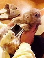 Image result for Rabbit Holder Phone Case