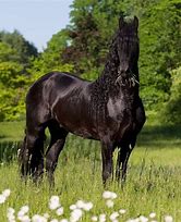 Image result for Friesian Horse