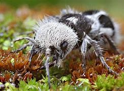 Image result for Panda Ant Facts