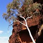 Image result for Ghost Gum