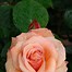 Image result for Brilliant Rose Color