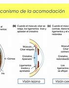 Image result for acomocación