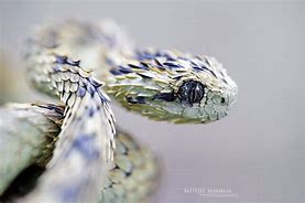 Image result for Le Serpent Atheris