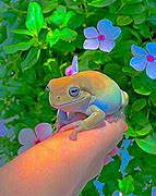 Image result for Cute Frog Edit