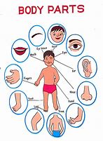 Image result for Anatomy of Human Body with Diagram