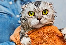 Image result for Shocked Cat Meme at Vet