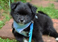 Image result for Pug and Pomeranian Terrier Mix