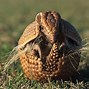 Image result for Armadillo Standing Up Meme