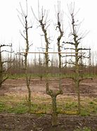 Image result for Pyrus communis Beurré Hardy