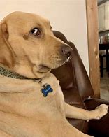 Image result for Dog with Phone Eyes Meme