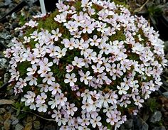 Androsace carnea x pyrenaica ಗಾಗಿ ಇಮೇಜ್ ಫಲಿತಾಂಶ