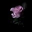 Image result for Peony Flower Dark Wallpaper for iPhone