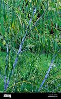 Image result for Salix acutifolia Blue Streak