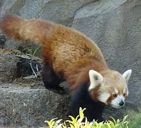 Image result for Red Panda Climbing
