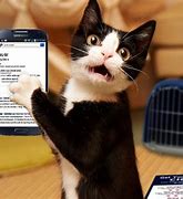 Image result for Cat Phone Whatsapp
