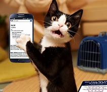 Image result for Cat with a Phone Saku's Call Me