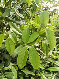 Image result for Bay Rum Tree