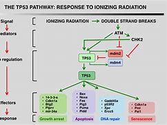 Image result for TP53 Signal