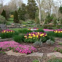 Image result for Landscaping with Tulips