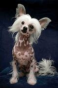 Image result for Unusual Dog Photography