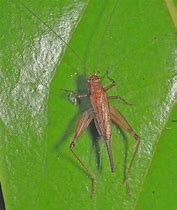 Image result for Crickets Chirping