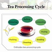 Image result for Tea Manufacturing Process Steps