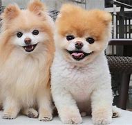 Image result for World's Cutest Dog Boo Die