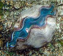 Image result for Giant Purple Clam