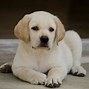 Image result for Labrador Puppy Background