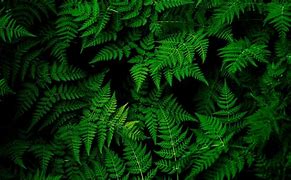 Image result for Green Plant Laptop Wallpaper