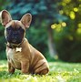 Image result for Small French Dog Breeds