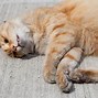 Image result for Dead Cat by iPad
