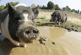 Image result for Pig Rolling in Mud