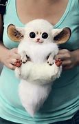 Image result for Animals That Look Like Gizmo