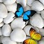 Image result for Butterfly iPhone Wallpapers