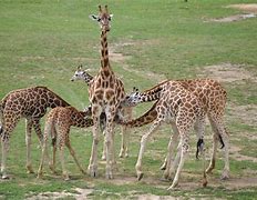 Image result for Giraffe Milk