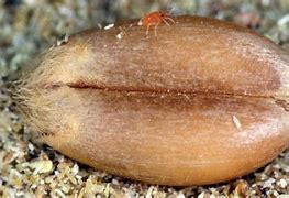 Image result for PICTURE OF GRAIN MITES